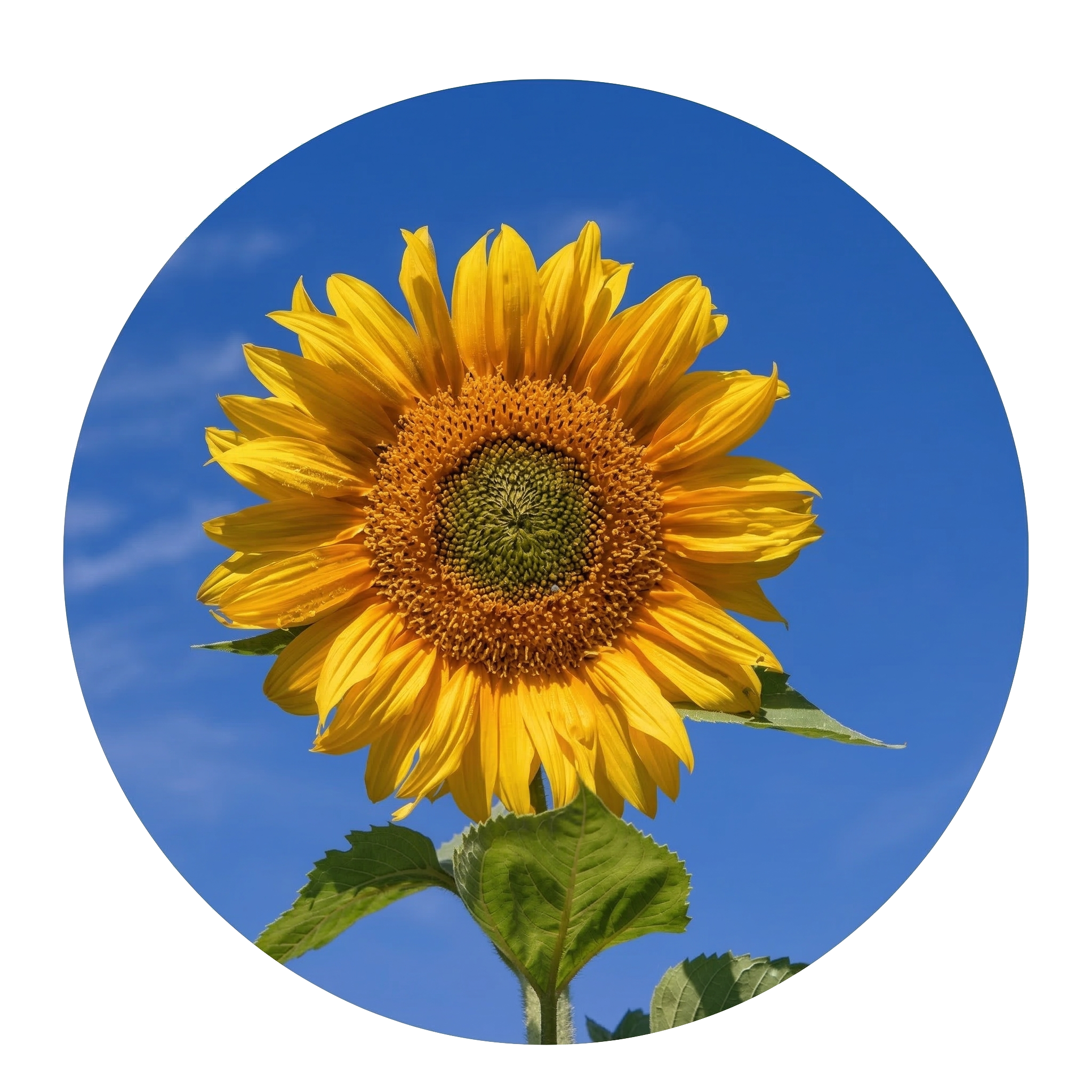 מפחית משמעותית את הסיכון לאלרגיות